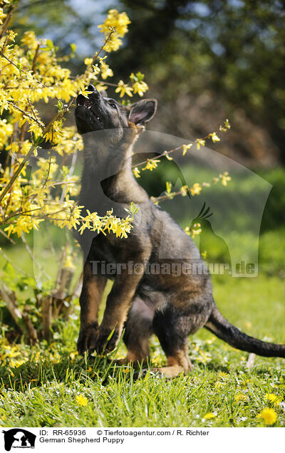 German Shepherd Puppy / RR-65936