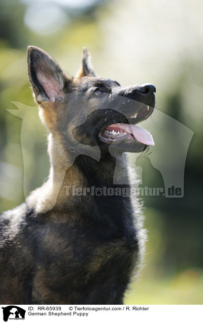 Deutscher Schferhund Welpe / German Shepherd Puppy / RR-65939