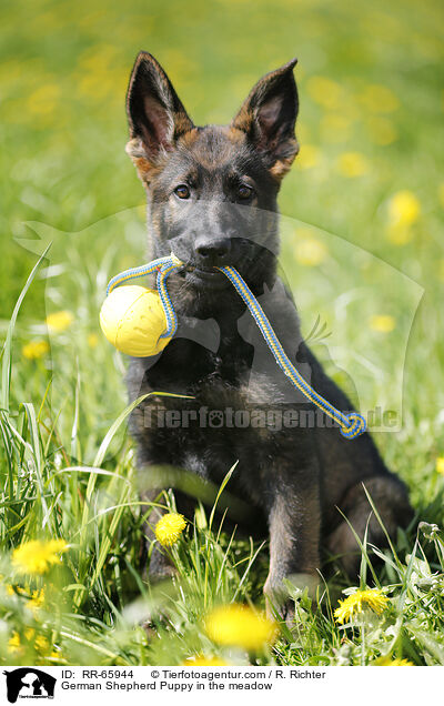 Deutscher Schferhund Welpe auf einer Blumenwiese / German Shepherd Puppy in the meadow / RR-65944