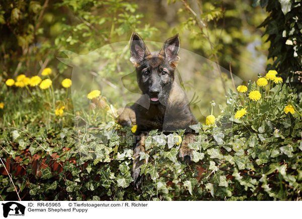 German Shepherd Puppy / RR-65965