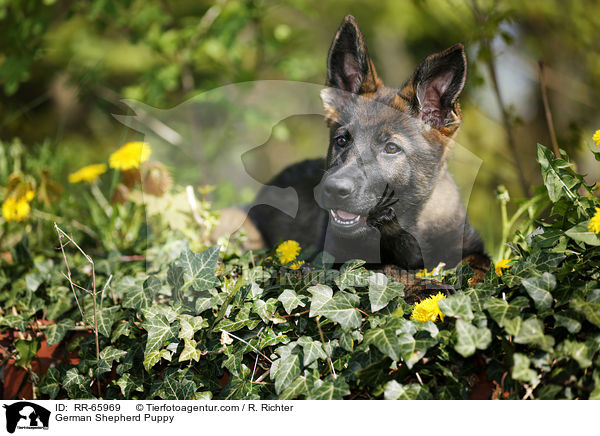 German Shepherd Puppy / RR-65969