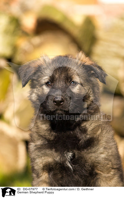 German Shepherd Puppy / DG-07977