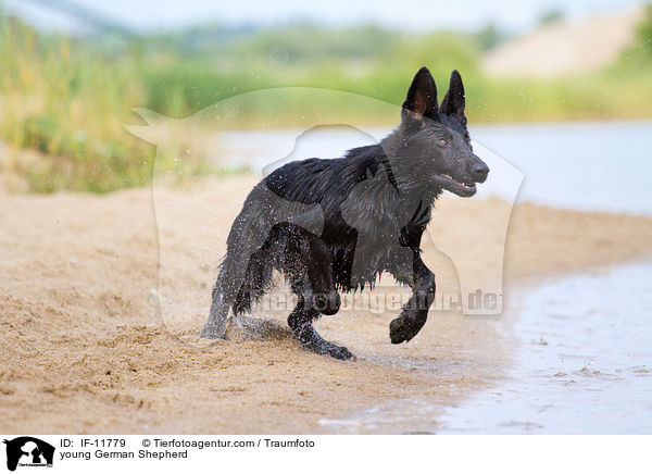 young German Shepherd / IF-11779