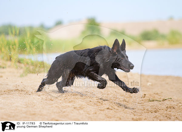 young German Shepherd / IF-11783