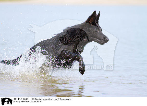 young German Shepherd / IF-11784