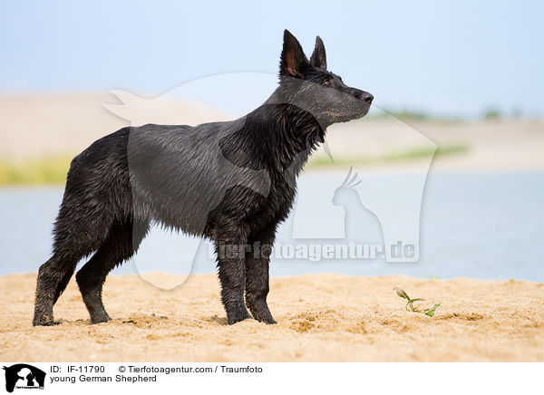 young German Shepherd / IF-11790