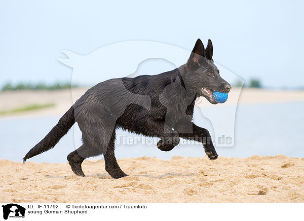 young German Shepherd / IF-11792