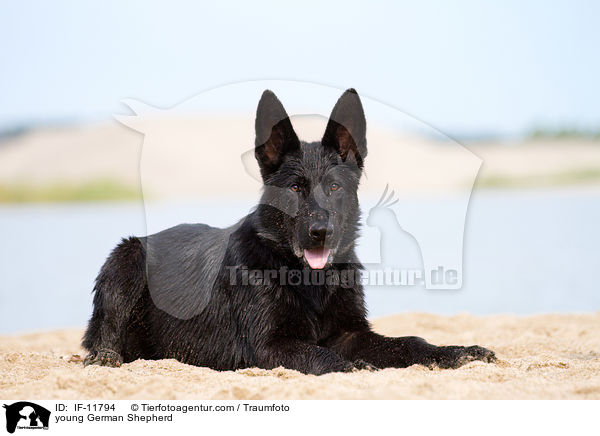 young German Shepherd / IF-11794