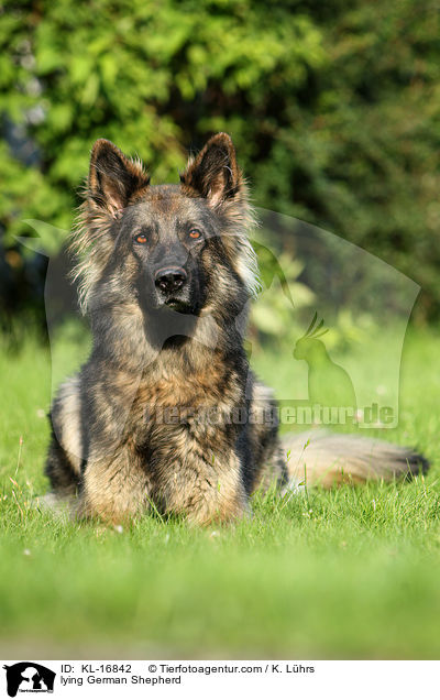 lying German Shepherd / KL-16842