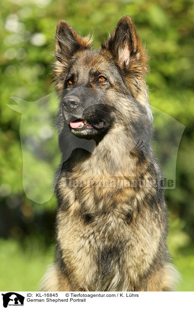 German Shepherd Portrait / KL-16845