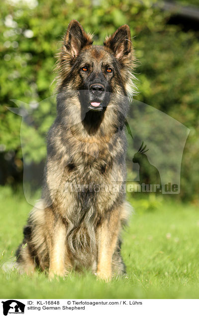 sitting German Shepherd / KL-16848