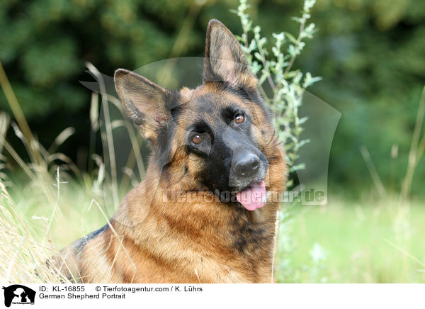 German Shepherd Portrait / KL-16855
