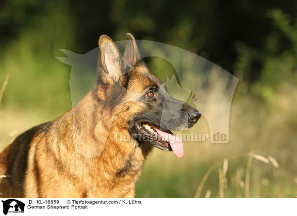 German Shepherd Portrait / KL-16859