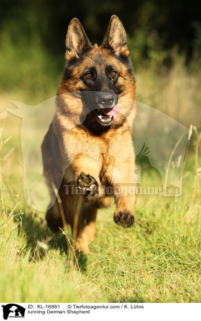 running German Shepherd / KL-16861