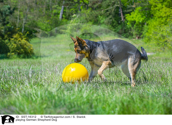 playing German Shepherd Dog / SST-16312