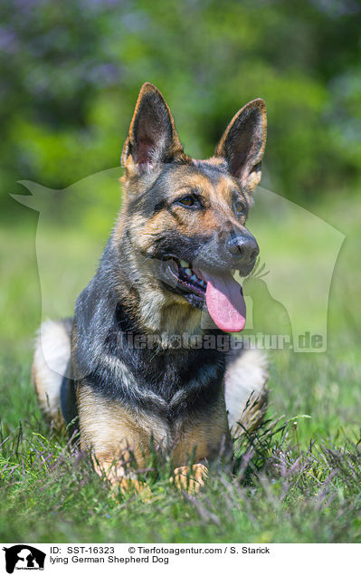 lying German Shepherd Dog / SST-16323