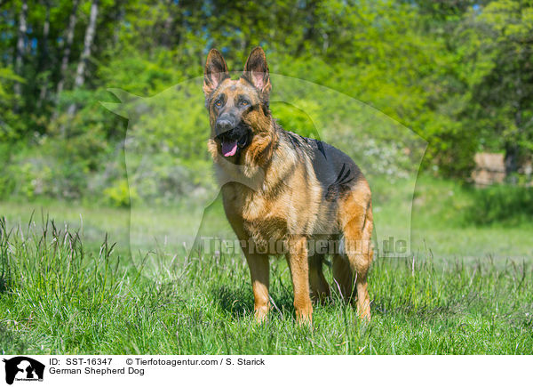 German Shepherd Dog / SST-16347
