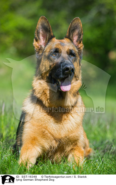 lying German Shepherd Dog / SST-16348
