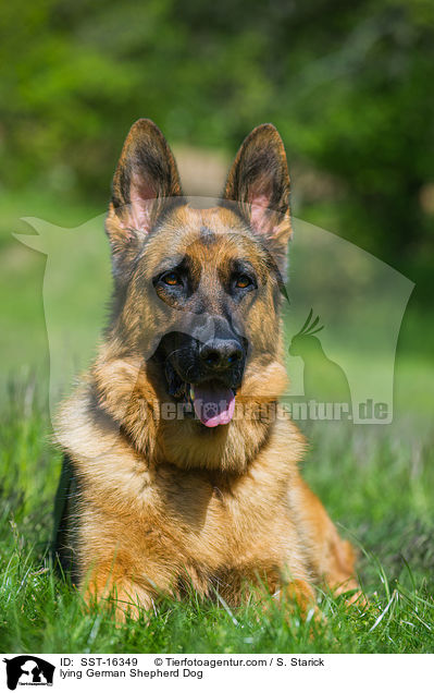 lying German Shepherd Dog / SST-16349