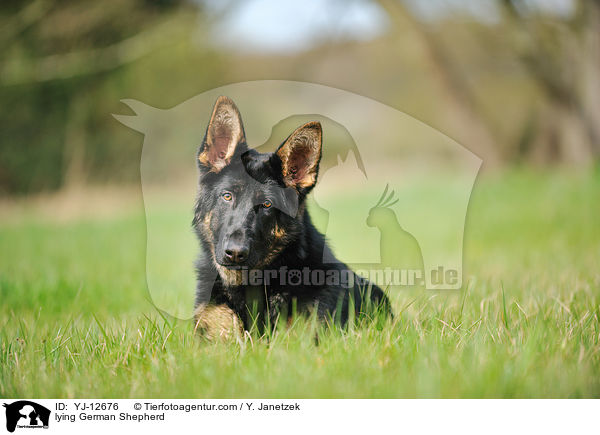 lying German Shepherd / YJ-12676