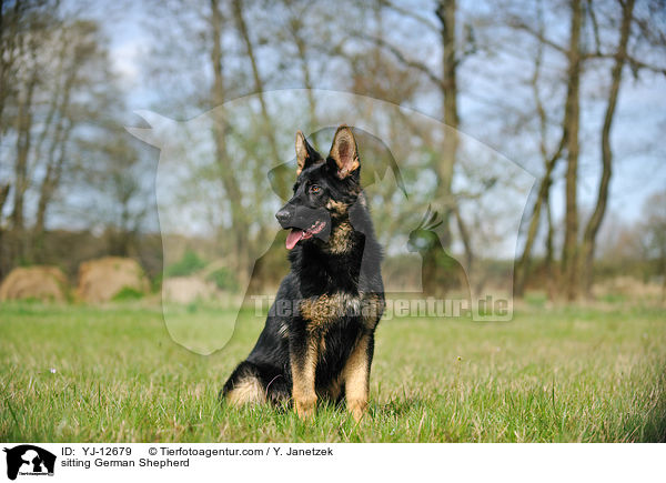 sitting German Shepherd / YJ-12679