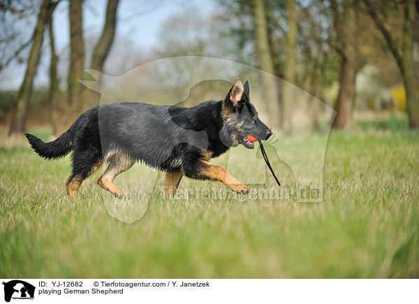 playing German Shepherd / YJ-12682