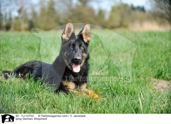 liegender Deutscher Schferhund / lying German Shepherd / YJ-12702