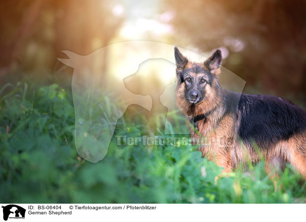 German Shepherd / BS-06404