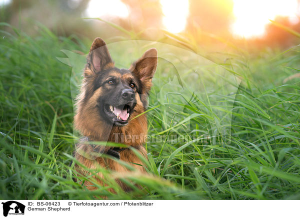 German Shepherd / BS-06423