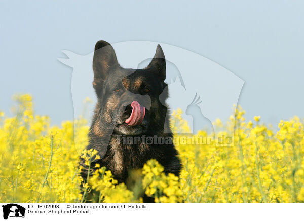 Deutscher Schferhund Portrait / German Shepherd Portrait / IP-02998