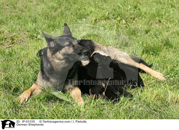 Deutsche Schferhunde / German Shepherds / IP-03105