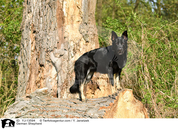 German Shepherd / YJ-13594