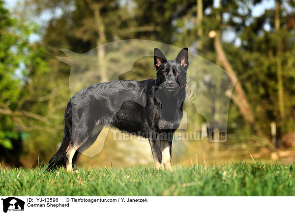German Shepherd / YJ-13596
