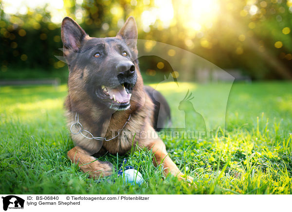 liegender Deutscher Schferhund / lying German Shepherd / BS-06840