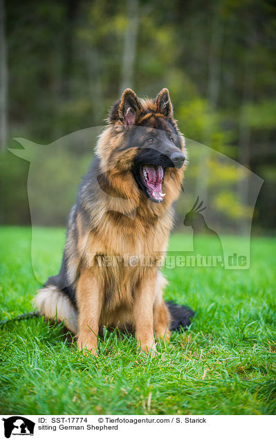 sitzender Deutscher Schferhund / sitting German Shepherd / SST-17774