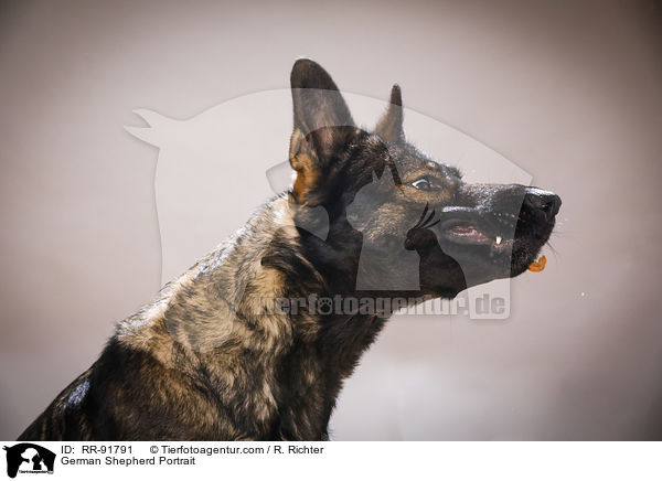 Deutscher Schferhund Portrait / German Shepherd Portrait / RR-91791