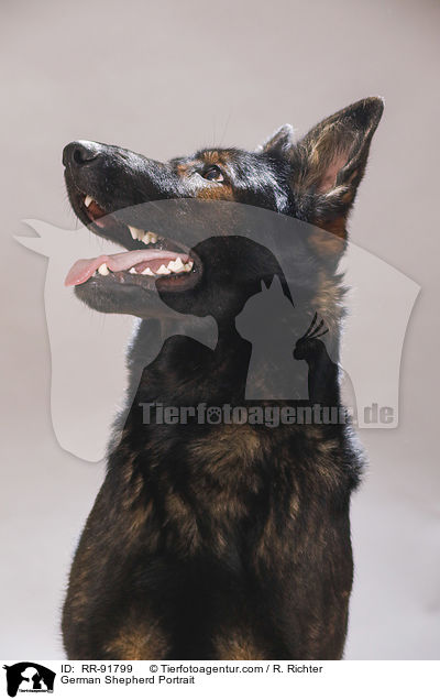 Deutscher Schferhund Portrait / German Shepherd Portrait / RR-91799