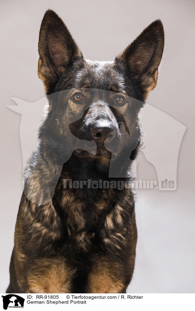 Deutscher Schferhund Portrait / German Shepherd Portrait / RR-91805