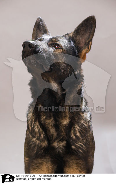 Deutscher Schferhund Portrait / German Shepherd Portrait / RR-91806