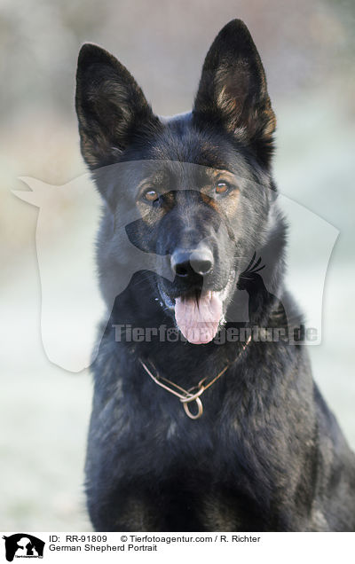 Deutscher Schferhund Portrait / German Shepherd Portrait / RR-91809