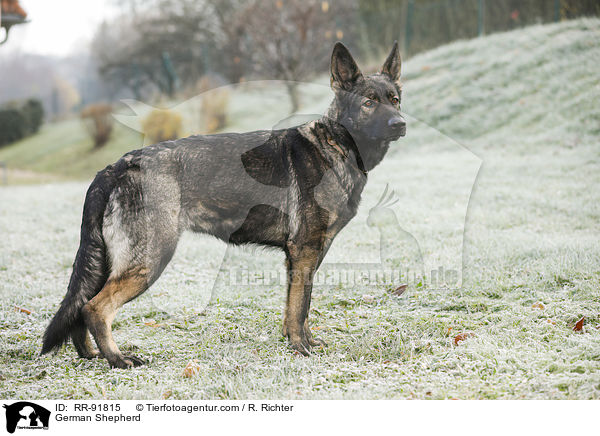 Deutscher Schferhund / German Shepherd / RR-91815