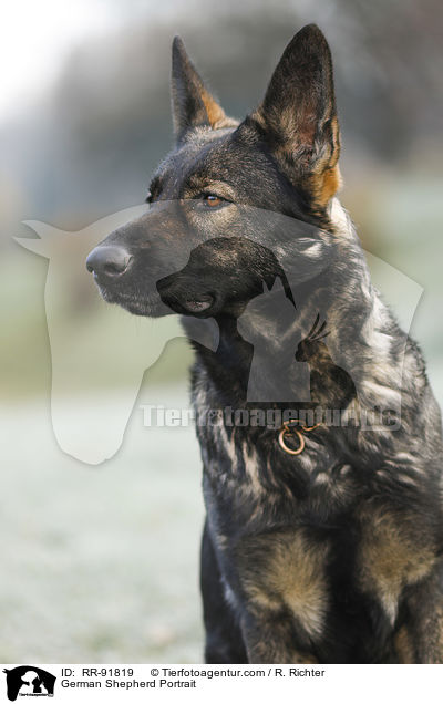 Deutscher Schferhund Portrait / German Shepherd Portrait / RR-91819
