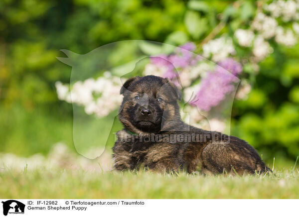 German Shepherd Puppy / IF-12982