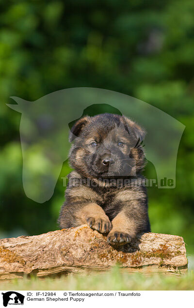 German Shepherd Puppy / IF-12984