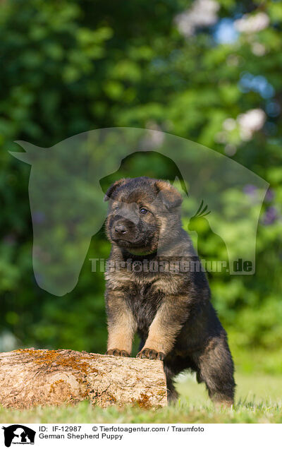 German Shepherd Puppy / IF-12987