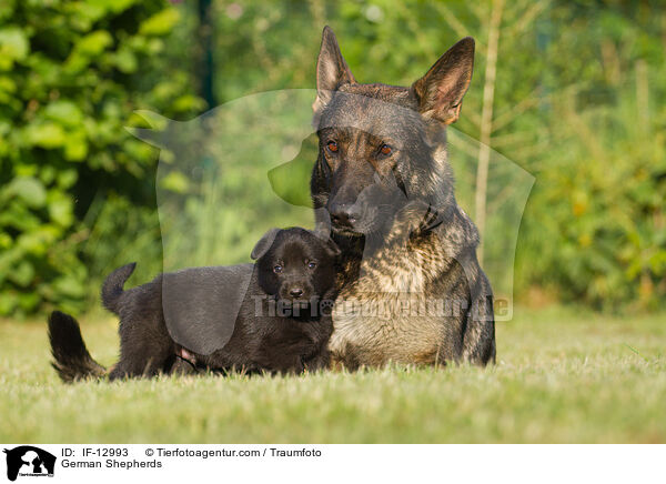 German Shepherds / IF-12993