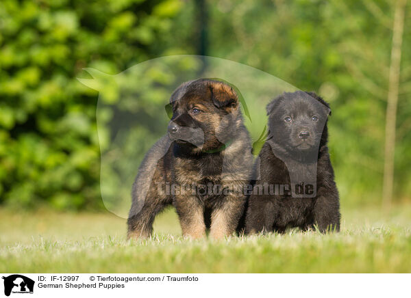 German Shepherd Puppies / IF-12997