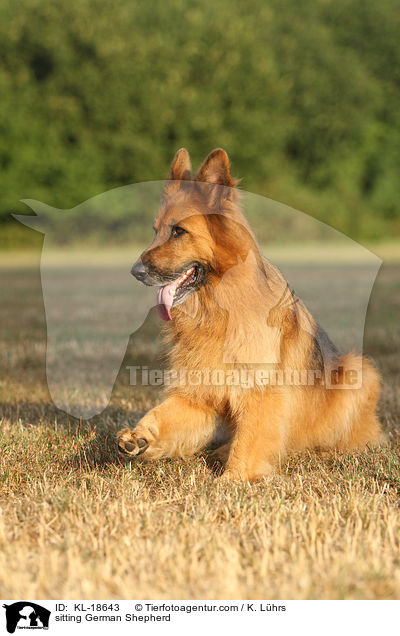 sitting German Shepherd / KL-18643