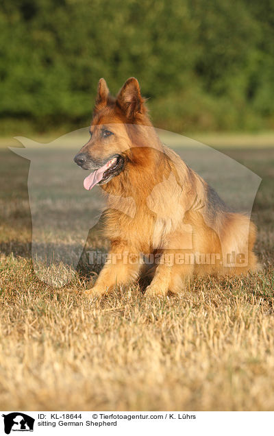 sitting German Shepherd / KL-18644