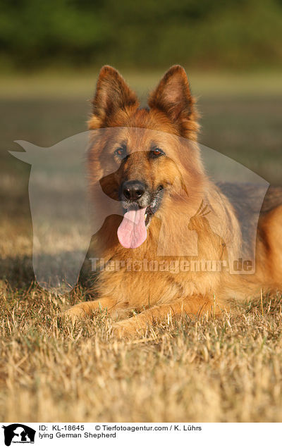 lying German Shepherd / KL-18645